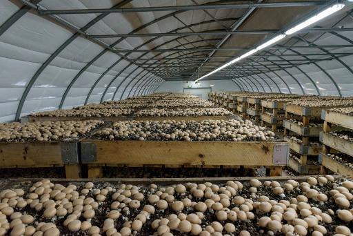 عکس قارچ الارد