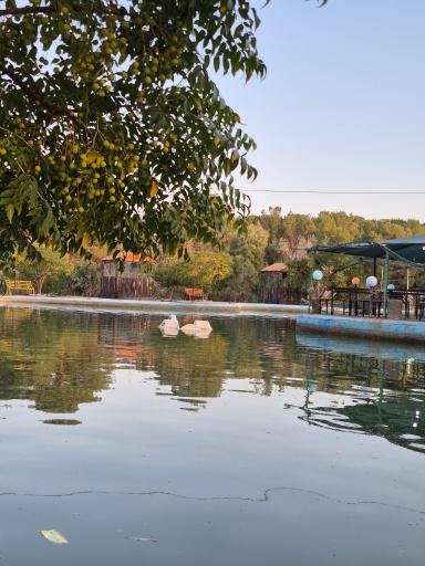 عکس کافه جنگلی