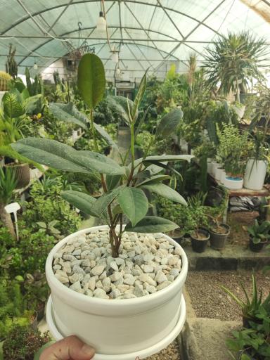 عکس گلسرای آقای گل