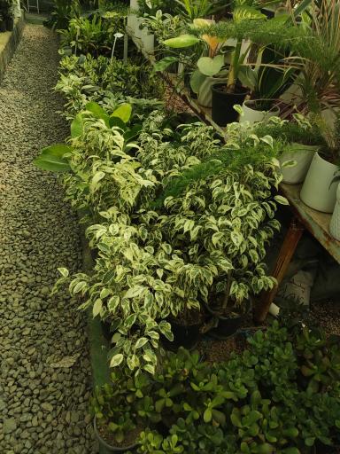 عکس گلسرای آقای گل