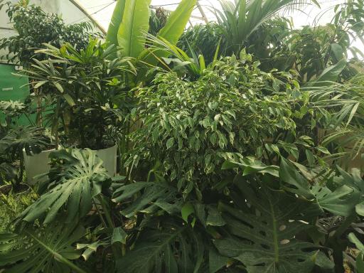 عکس گلسرای آقای گل