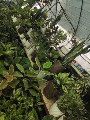 عکس گلسرای آقای گل