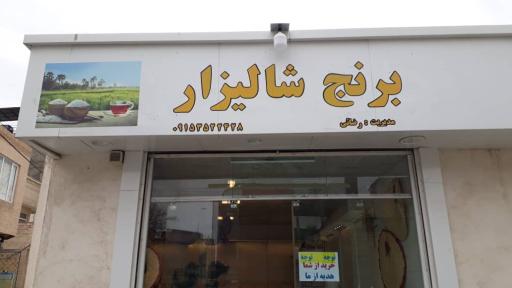 عکس برنج شالیزار 