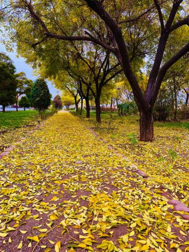 عکس بوستان خطی فکوری