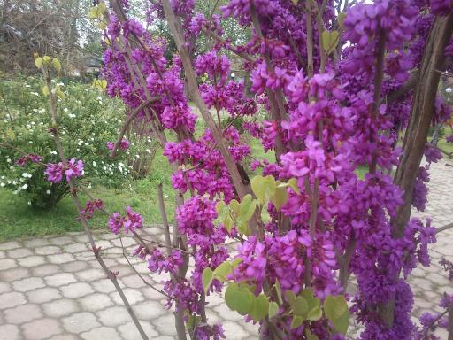 عکس پارک شمس جهان