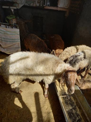 عکس گوسفندفروشی حسن زاده