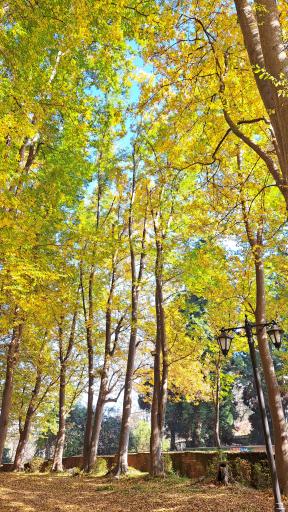 عکس یخچال طبیعی چمارسرا