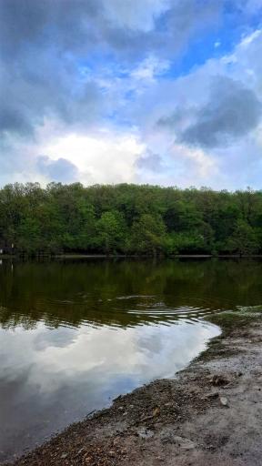 عکس جنگل اطراف سد خاکی سقالکسار