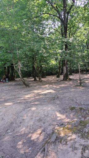 عکس جنگل اطراف سد خاکی سقالکسار