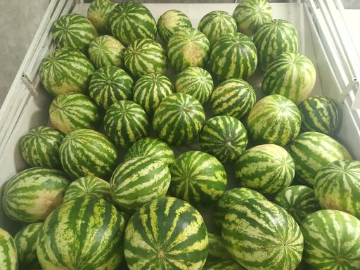 میوه سرای اشراق