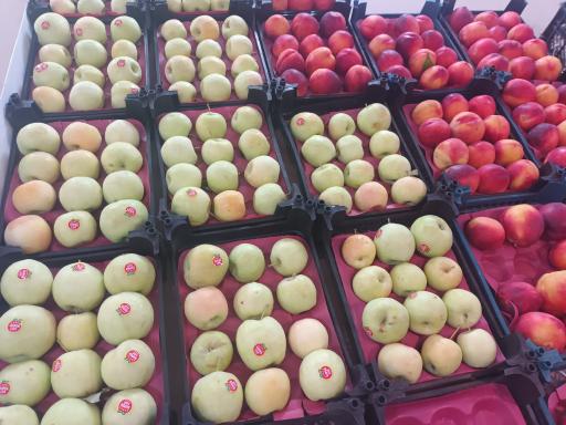 عکس میوه سرای اشراق