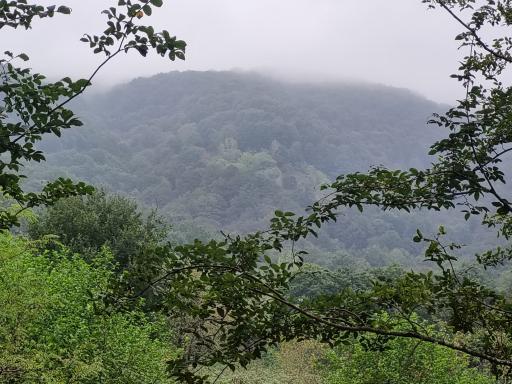 عکس جنگل اطراف سد خاکی سقالکسار