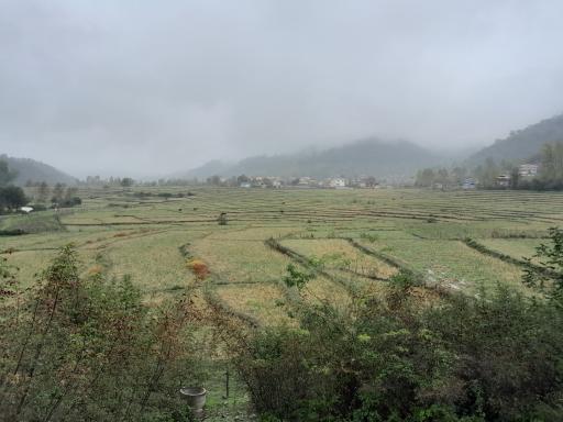 عکس جنگل اطراف سد خاکی سقالکسار