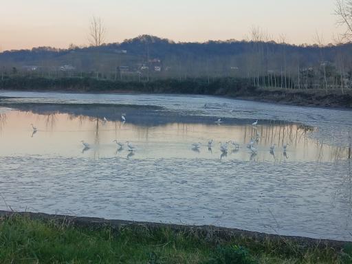 عکس جنگل اطراف سد خاکی سقالکسار