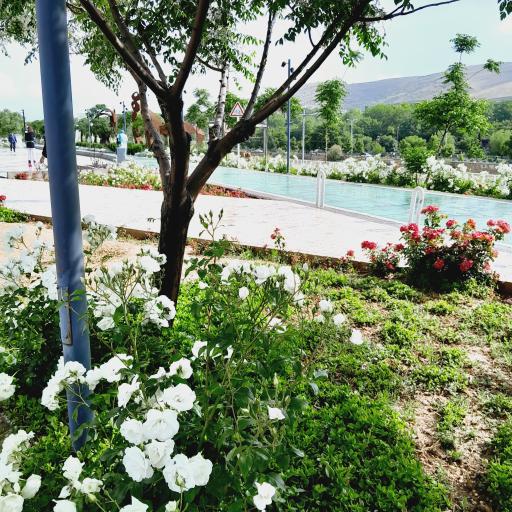 عکس پیاده روی سلامت