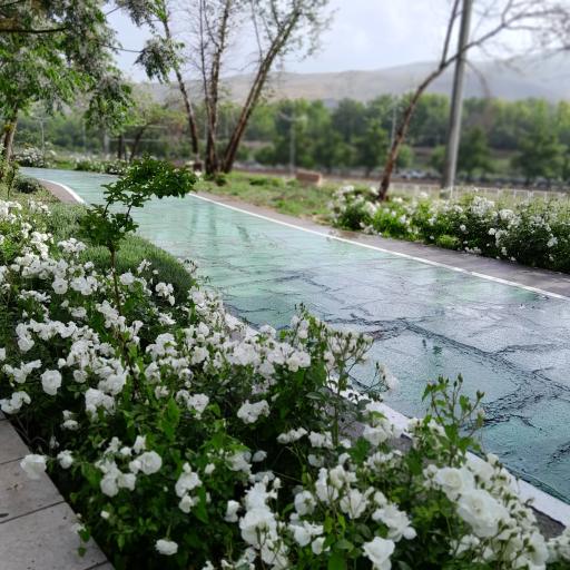 عکس پیاده روی سلامت