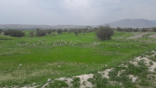 عکس شهر باستانی بیشاپور