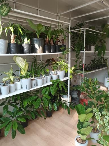 عکس گلخانه گیاهان اپارتمانی تافکو 