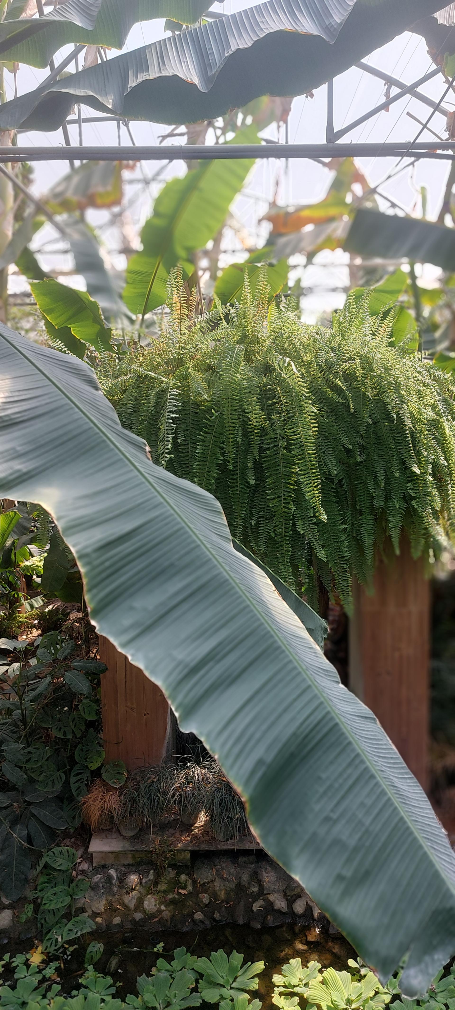 عکس جنگل استوایی آمازون