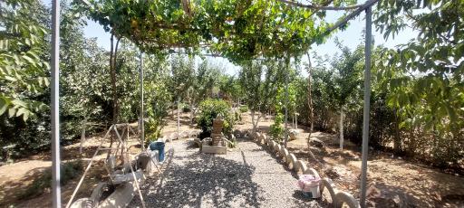 عکس باغچه فیروزه