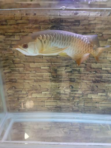 عکس آکواریوم ناکتا