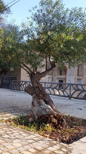 عکس منطقه گردشگری چشمه علی دامغان