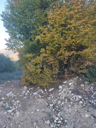 عکس منطقه گردشگری چشمه علی دامغان