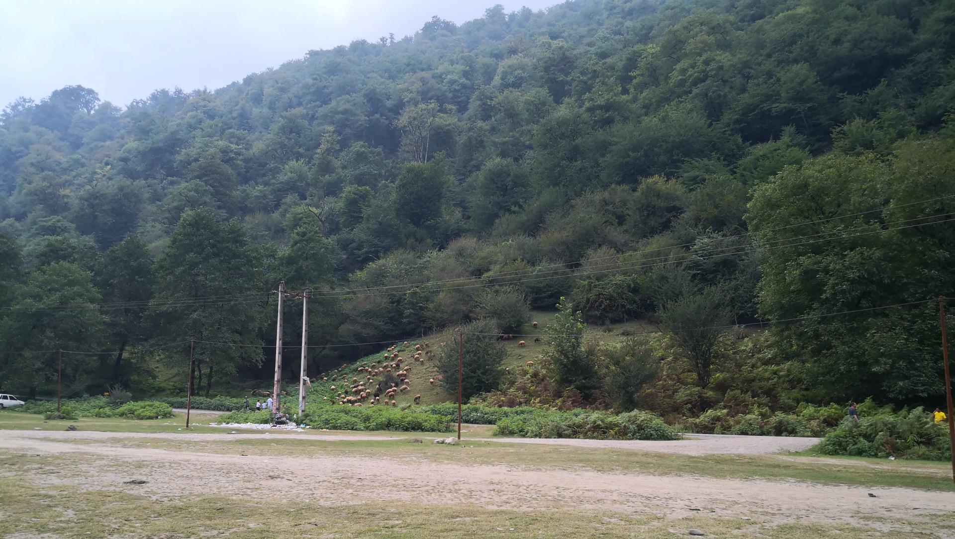 عکس جنگل چمستان