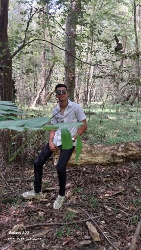 عکس جنگل چمستان