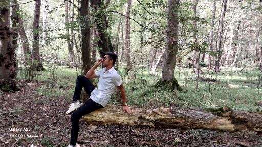 عکس جنگل چمستان