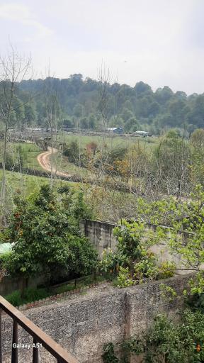 عکس جنگل چمستان