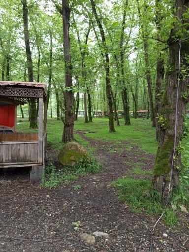 عکس جنگل چمستان