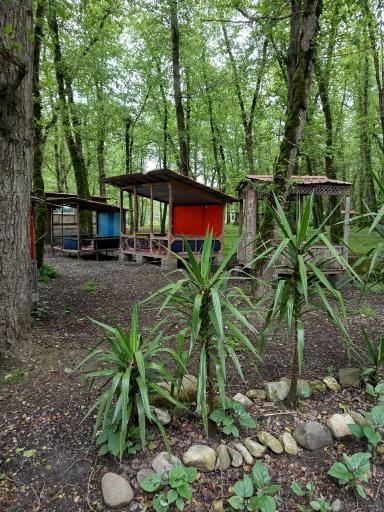 عکس جنگل چمستان