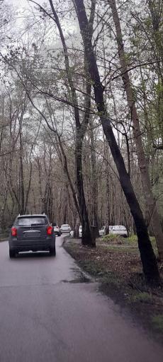 عکس جنگل چمستان