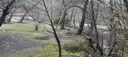 عکس جنگل چمستان