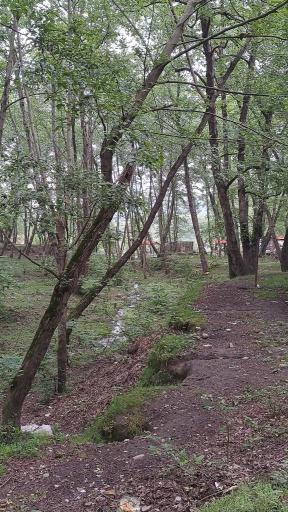 عکس جنگل چمستان