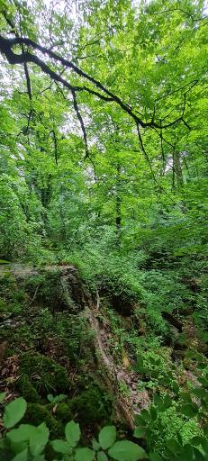 عکس جنگل چمستان