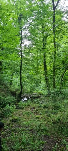 عکس جنگل چمستان