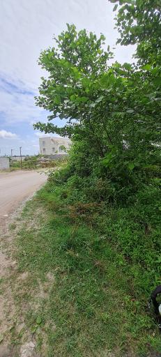 عکس جنگل چمستان