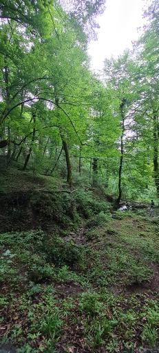 عکس جنگل چمستان