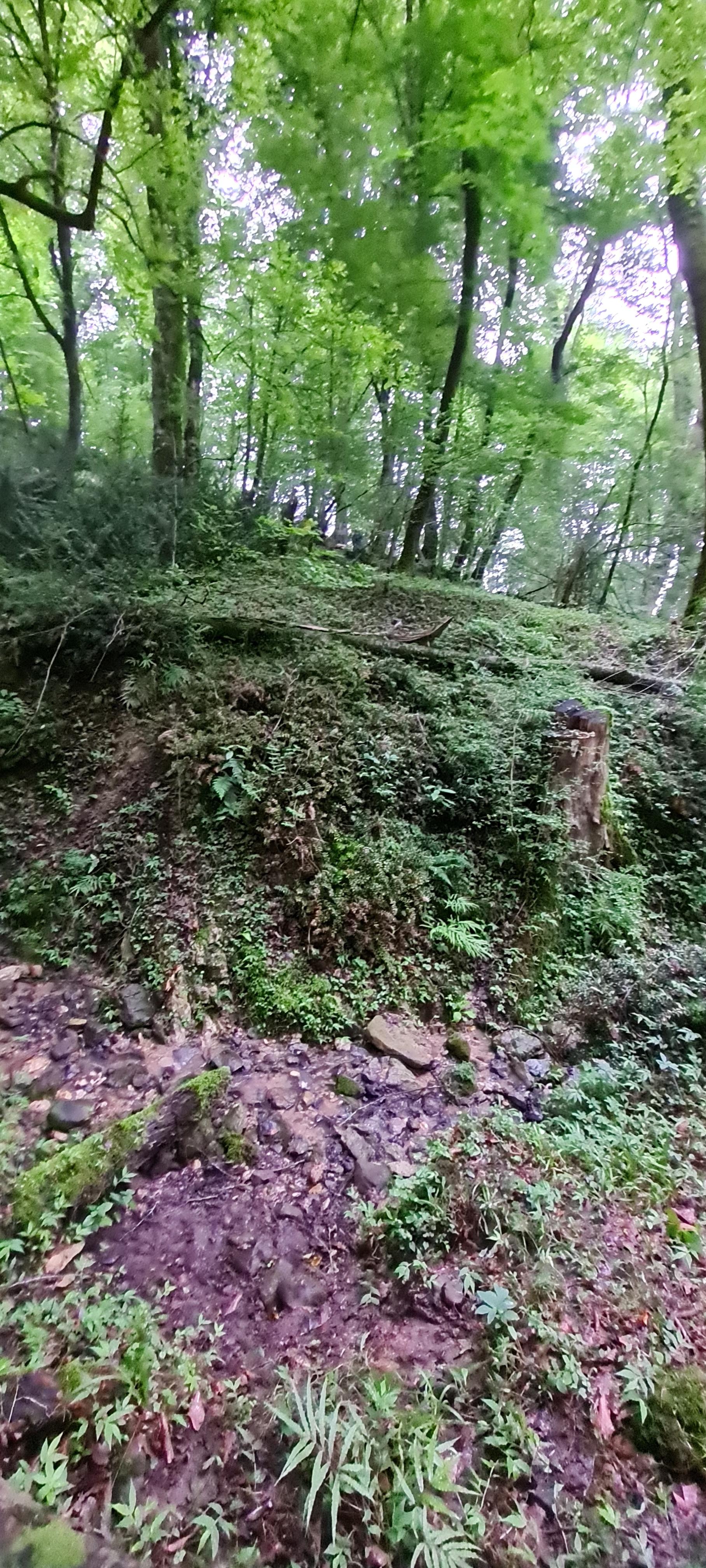 عکس جنگل چمستان