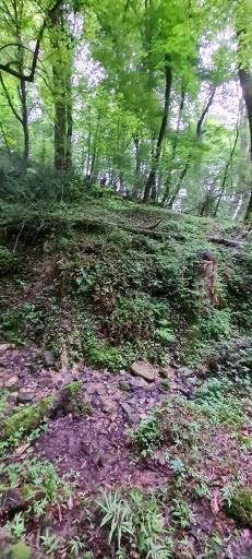 عکس جنگل چمستان