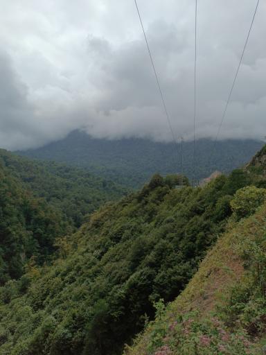 عکس جنگل چمستان