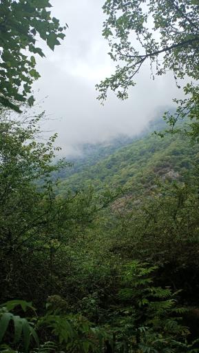 عکس جنگل چمستان