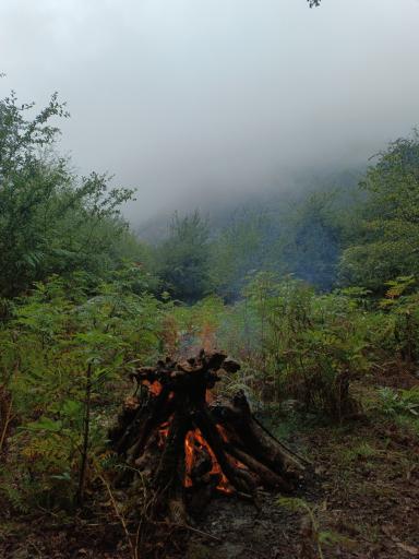 عکس جنگل چمستان