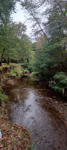 عکس جنگل چمستان