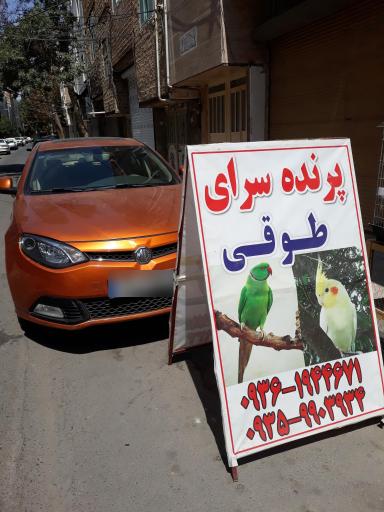 پرنده سرای طوقی