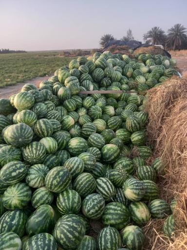 عکس بارفروشی وحید قنبرلو