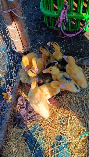 عکس پنجشنبه بازار کلاچای