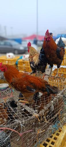 عکس پنجشنبه بازار کلاچای